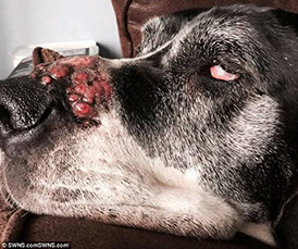 Blisters on a dog's nose caused by Giant Hogweed