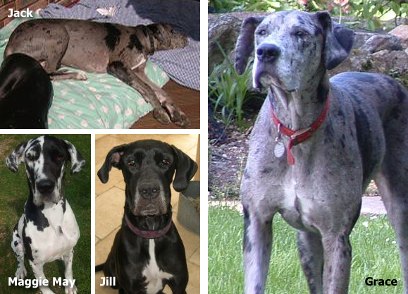 Surviving puppies all grown up